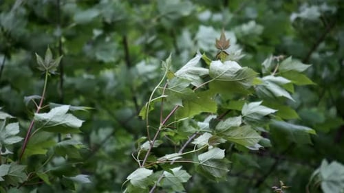 A brisk unseasonal Spring wind blowing through the trees in woodland in England, UK