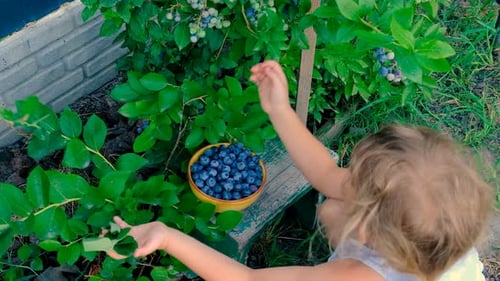 Blueberry Harvest in a Child Hands Selective Focus