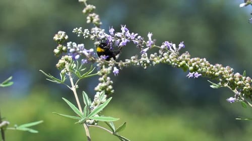 close-up of bee collecting pollen to make honey