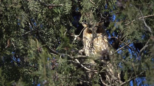 Long-Eared Owl Perched in Tree