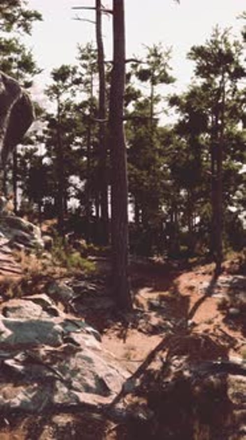 Sunlit Forest Trail at Dusk