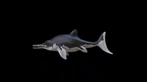 Animated 3D Ichthyosaurus Prehistoric Marine Reptile Swimming Loop