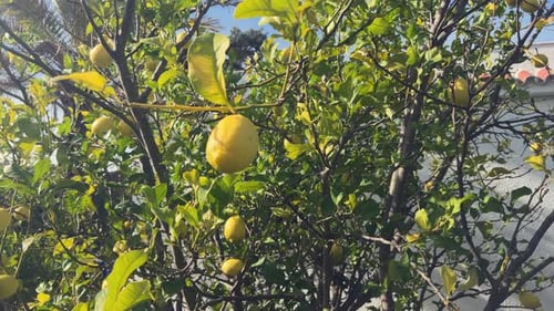 Video capture of lemon fruits hanging from outdoor tree branches with a Mediterranean ambiance, set