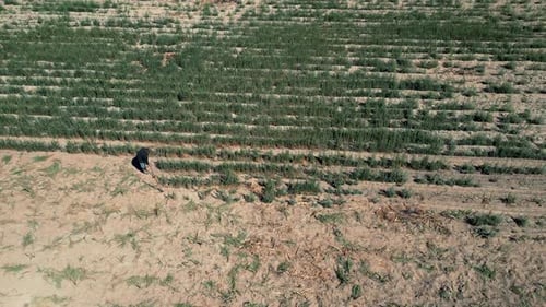 Worker man person working in the fields and harvests of the region of Jalisco Mexico planting