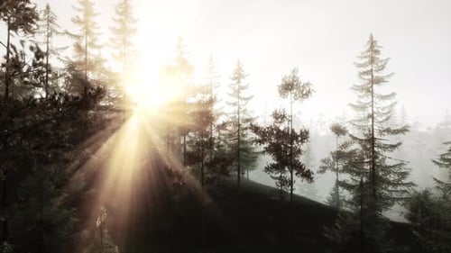 Sun Rays Piercing Through Misty Forest Trees
