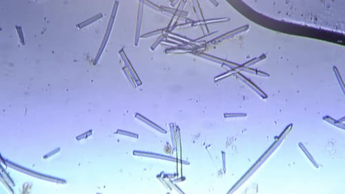 Photographie au microscope 400x de Spincule de Spongia, monture entière sur fond blanc