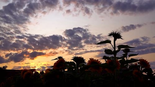 Sonnenuntergang über den Wolken 4K