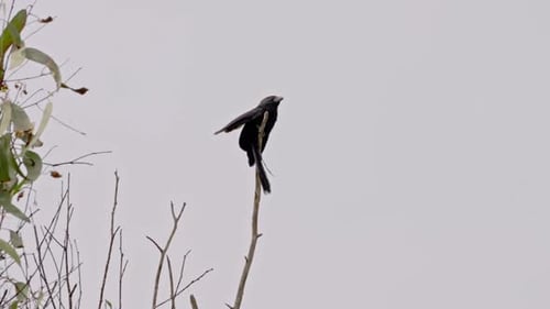 Bird perched on a stick in Aucallama, Peru, with a serene and peaceful atmosphere