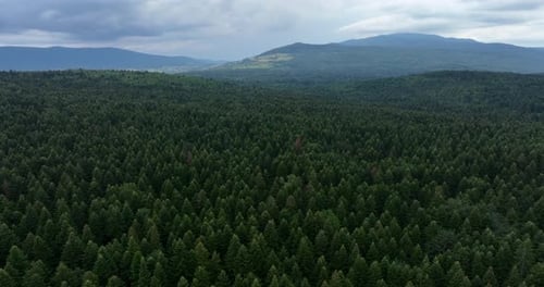 Vast evergreen forest landscape aerial view