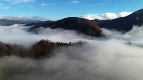 Aerial View of a Misty Forest with Dense Trees Covered in Fog Slow Forward Motion