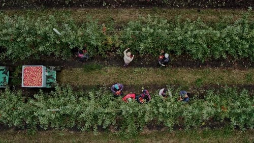The Harvest Season in the Fruit Orchard