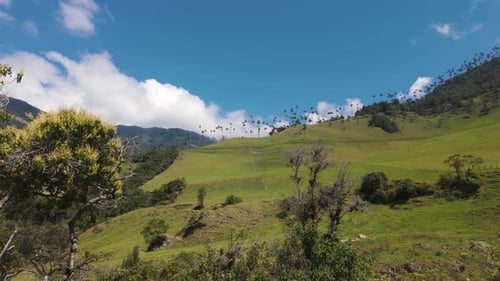 Panoramic of Lush Cocora Valley with Wax Palms, Colombia