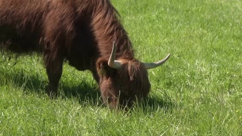Highland Cow Grazing in Lush Green Pasture