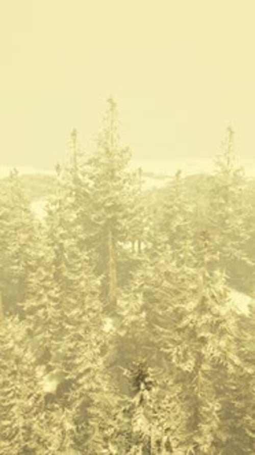 A Breathtaking Winter Landscape with a Snowcovered Forest