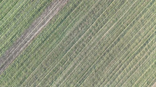 Luftaufnahme von oben nach unten von Kulturpflanzenreihen auf landwirtschaftlichem Boden, die landwirtschaftliche Muster zeigt