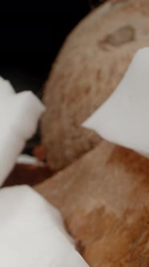 Vertical video. White Flesh on the Coconut, Shell Fragments on the Table, and a Whole Coconut.