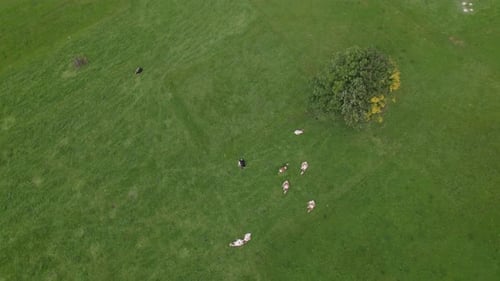 Luftbild der ruhenden Kühe auf dem Feld