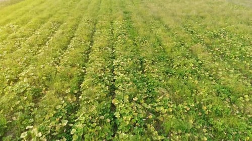 Flying On Abandoned Farm Field
