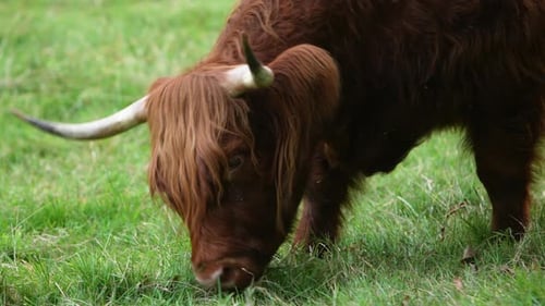 Close Up Of A Highland Cow With Horns, Eating Green Grass.