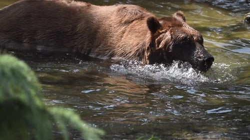 A Family of Brown Bears Moves Gracefully Along the Edge of a Peaceful Lake Showcasing Their Natural