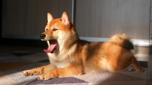 Portrait of Yawning Shiba Inu Pet Dog