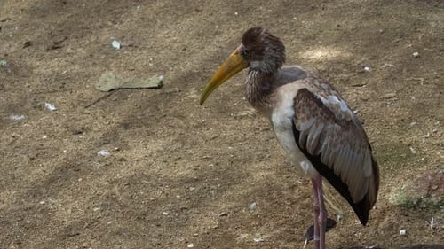Yellow Billed Stork Standing Still in Nature
