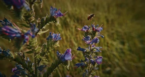 Hellblaue Wildblumen und Busy