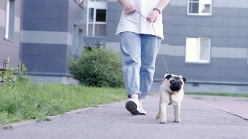 Pug Puppy Walking with Owner Cute Funny Pug Dog Runs Along the Road at Summer in Park Pug Owner