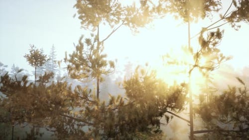 Golden Sun Rays In Misty Forest Trees