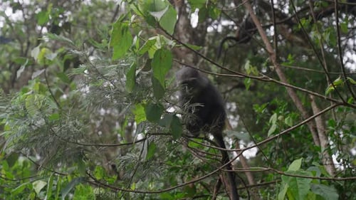 Tanzania, East Africa, a Blue Monkey perched on a tree branch surrounded by dense green foliage, cal