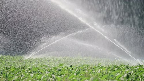 Irrigation Vegetable Plantation Sprinkler Irrigates Vegetable Crops