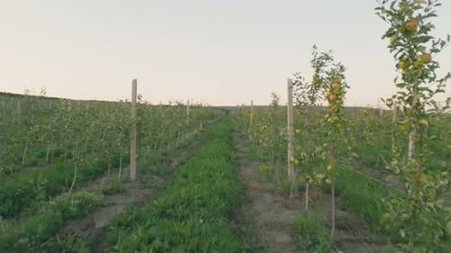 Green Apples on the Trees