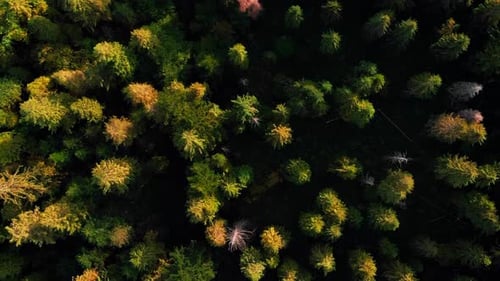 Green tree tops. Vertical Forest