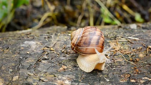 Braune Schnecke, die im Baum kriecht