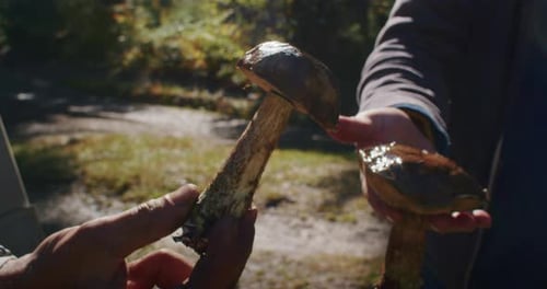 Person Holding Freshly Foraged Boletus Mushrooms in the Forest Foraging and Autumn Harvest Concept