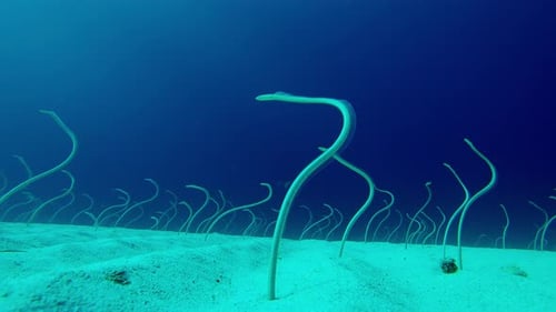Long, Spotted Garden Eels emerge from sandy bottom, wriggling in dance to catching plankton