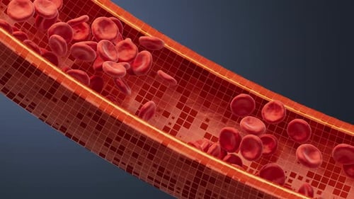 Red blood cells in the blood vessel