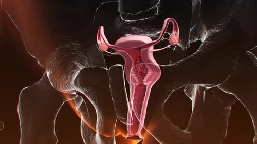 Animationskonzept für die Anatomie des weiblichen Fortpflanzungssystems