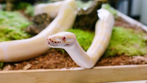 Zeitlupenaufnahme einer Albino-Schlange, die anmutig auf einer moosigen Oberfläche gleitet, Nahaufnahme