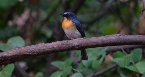 Der indochinesische Blaufliegenfänger Cyornis schaut zwitschernd nach links und schaut dann in die Kamera