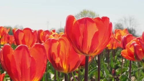 Red Tulip Flowers Blooming in the Garden Field Landscape Beautiful Spring Garden with Many Red