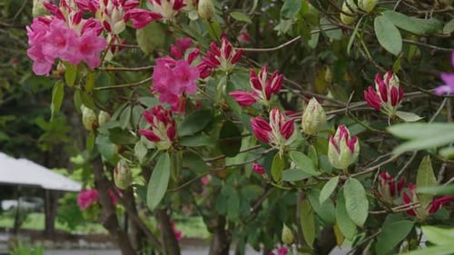 Blooming Pink Rhododendron Flowers and Buds in Garden