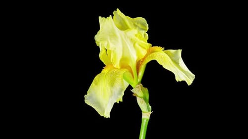 White Yellow Iris Flower Opening Bud in Time Lapse. Tender Garden Flower Wilt After Blooming