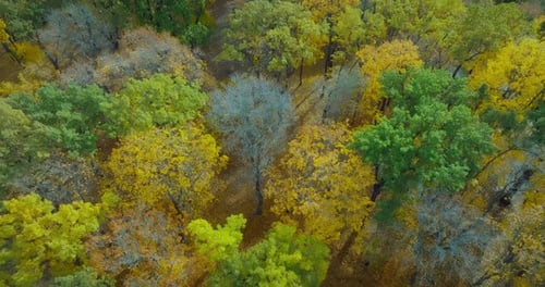 Beautiful View Drone on Picturesque Forest in Early Autumn Fallen Foliage on Ground Prores