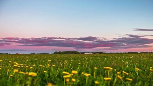 Green lawn with yellow dandelions in evening timelapse with clouds moving over the evening sky.