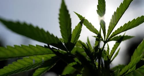 Close up view on leave of cannabis or Marijuana with sunlight