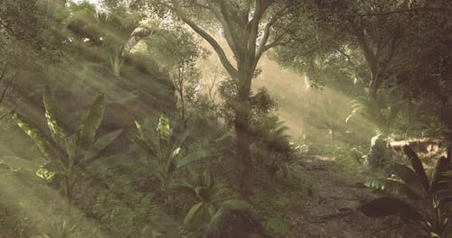 Sunlight Filters Through Trees in a Lush Tropical Forest During Morning