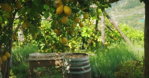 Lush lemon grove with ripening fruits on a sunny summer day in Amalfi Coast, Italy.