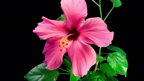 Pink Hibiscus Opens Big Flower in Time Lapse. Blooming Red Plant on a Black Background