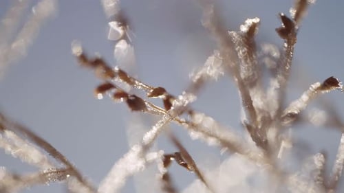 Frozen Grass